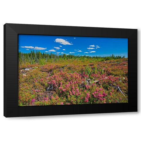 Canada-Quebec-Chibougamau Bog laurel blossoms in burnt over forest Black Modern Wood Framed Art Print with Double Matting by Jaynes Gallery