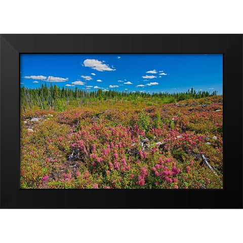 Canada-Quebec-Chibougamau Bog laurel blossoms in burnt over forest Black Modern Wood Framed Art Print by Jaynes Gallery