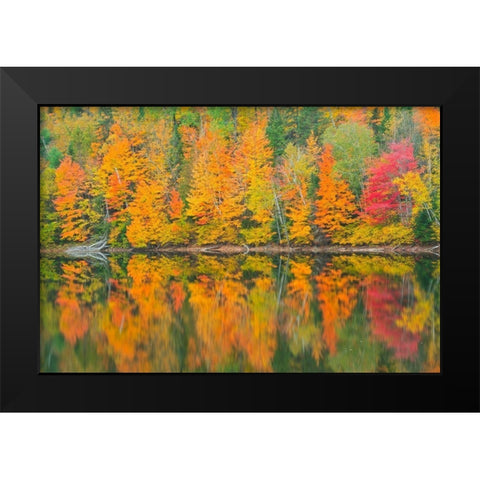 Canada-Quebec-Saint-Mathieu-du-Parc Autumn colors reflected in Lac Trudel Black Modern Wood Framed Art Print by Jaynes Gallery