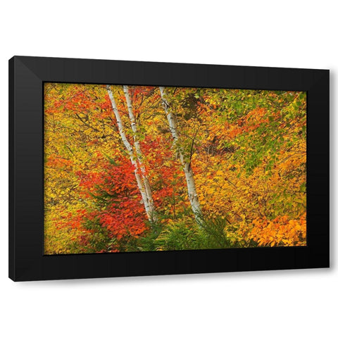 Canada-Quebec-La Mauricie National Park Autumn forest colors Black Modern Wood Framed Art Print by Jaynes Gallery