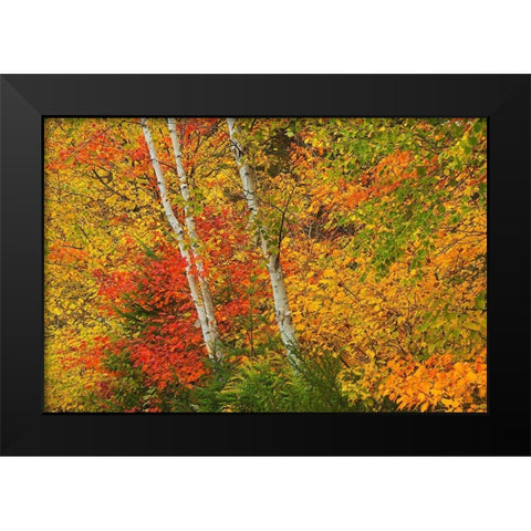 Canada-Quebec-La Mauricie National Park Autumn forest colors Black Modern Wood Framed Art Print by Jaynes Gallery