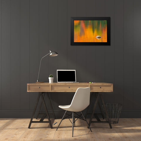Canada-Quebec-La Mauricie National Park Rock and autumn colors reflected in Lac Wapizagonke Black Modern Wood Framed Art Print by Jaynes Gallery