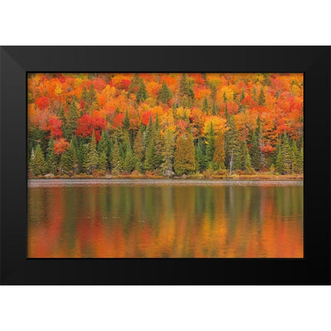 Canada-Quebec-La Mauricie National Park Autumn colors reflected in Lac Ã  Sam Black Modern Wood Framed Art Print by Jaynes Gallery