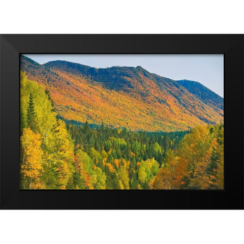 Canada-Quebec-Parc National de la Gaspesie Autumn colors in Chic-Choc Mountains Black Modern Wood Framed Art Print by Jaynes Gallery