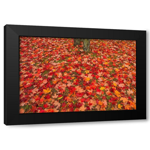 Canada-Quebec-Rimouski Sugar maple leaves and tree trunk Black Modern Wood Framed Art Print by Jaynes Gallery