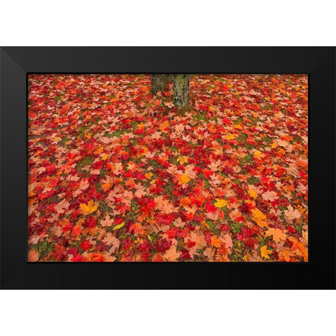 Canada-Quebec-Rimouski Sugar maple leaves and tree trunk Black Modern Wood Framed Art Print by Jaynes Gallery