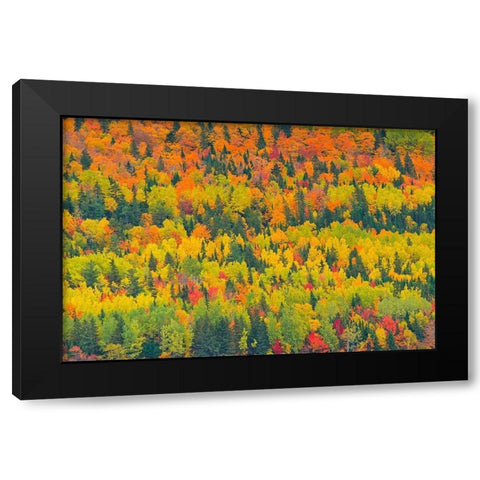 Canada-Quebec-Saint Pacome Autumn forest colors in Notre Dame Mountains Black Modern Wood Framed Art Print with Double Matting by Jaynes Gallery