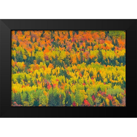 Canada-Quebec-Saint Pacome Autumn forest colors in Notre Dame Mountains Black Modern Wood Framed Art Print by Jaynes Gallery