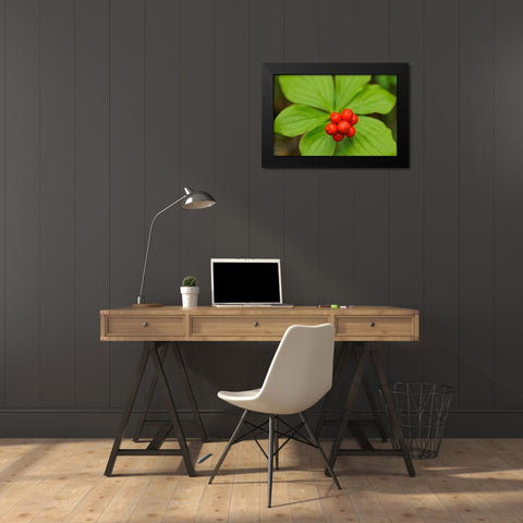 Canada-Quebec-RiviÃ¨re-au-Tonnerre Bunchberry fruit and leaves close-up Black Modern Wood Framed Art Print by Jaynes Gallery