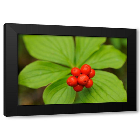 Canada-Quebec-RiviÃ¨re-au-Tonnerre Bunchberry fruit and leaves close-up Black Modern Wood Framed Art Print by Jaynes Gallery