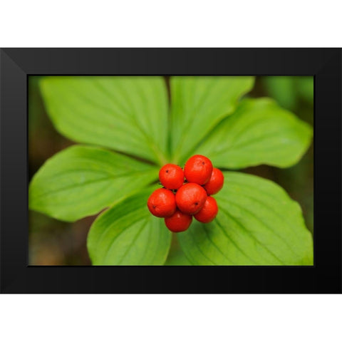Canada-Quebec-RiviÃ¨re-au-Tonnerre Bunchberry fruit and leaves close-up Black Modern Wood Framed Art Print by Jaynes Gallery