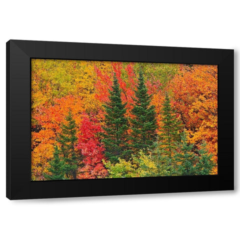 Canada-Quebec-Saint-Pacome Mixedwood forest in autumn Black Modern Wood Framed Art Print with Double Matting by Jaynes Gallery