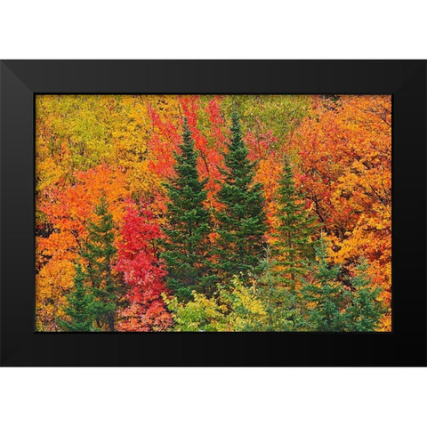 Canada-Quebec-Saint-Pacome Mixedwood forest in autumn Black Modern Wood Framed Art Print by Jaynes Gallery