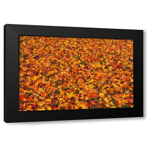 Canada-Quebec-Ste Famille on Ile dOrleans Fallen sugar maple leaves in autumn Black Modern Wood Framed Art Print with Double Matting by Jaynes Gallery