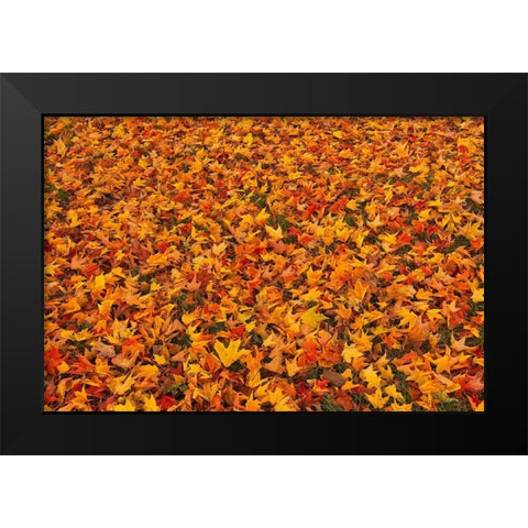 Canada-Quebec-Ste Famille on Ile dOrleans Fallen sugar maple leaves in autumn Black Modern Wood Framed Art Print by Jaynes Gallery