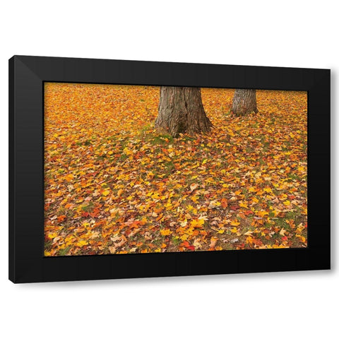 Canada-Quebec-St Michel de Belle Chasse Sugar maple leaves in autumn Black Modern Wood Framed Art Print by Jaynes Gallery