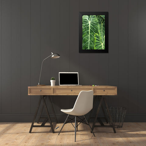 Close-up shots of the leaves from the elephant ears plant-also known as Alocasia Black Modern Wood Framed Art Print by Ostrowitz, Mallorie
