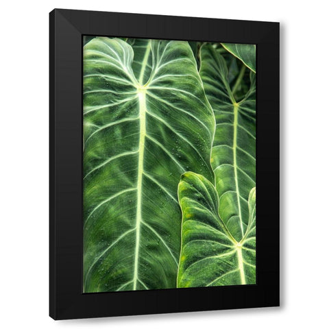 Close-up shots of the leaves from the elephant ears plant-also known as Alocasia Black Modern Wood Framed Art Print with Double Matting by Ostrowitz, Mallorie
