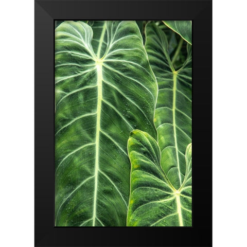 Close-up shots of the leaves from the elephant ears plant-also known as Alocasia Black Modern Wood Framed Art Print by Ostrowitz, Mallorie