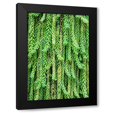 Burros tail plant is named for its long-cylindrical leaves Black Modern Wood Framed Art Print by Ostrowitz, Mallorie