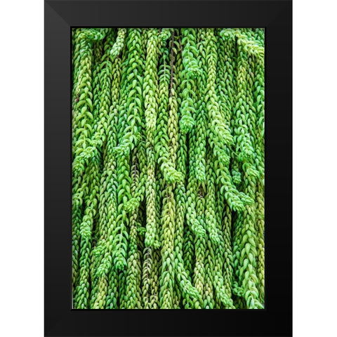 Burros tail plant is named for its long-cylindrical leaves Black Modern Wood Framed Art Print by Ostrowitz, Mallorie