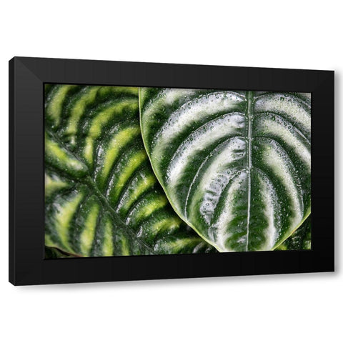 Montreal Botanical Gardens-elephants ears with rainwater Black Modern Wood Framed Art Print with Double Matting by Ostrowitz, Mallorie