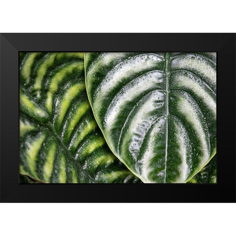 Montreal Botanical Gardens-elephants ears with rainwater Black Modern Wood Framed Art Print by Ostrowitz, Mallorie