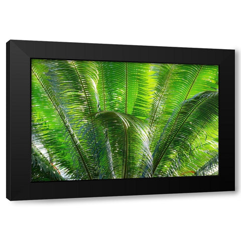 Close-up of the fronds of the Sago Palm Tree Black Modern Wood Framed Art Print with Double Matting by Ostrowitz, Mallorie