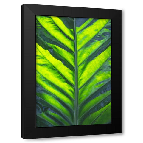 Thailand giant elephant ear-is considered invasive in certain states in the United States Black Modern Wood Framed Art Print by Ostrowitz, Mallorie