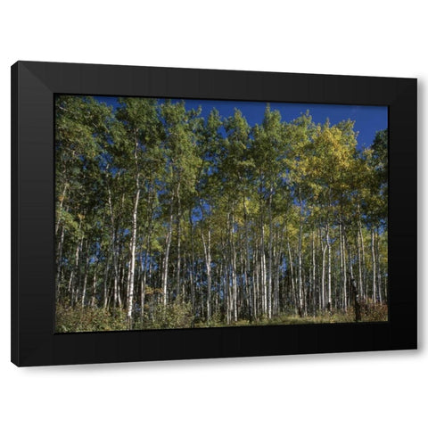 Canada, Saskatchewan, Aspen forest Black Modern Wood Framed Art Print by Grandmaison, Mike