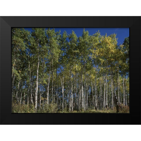Canada, Saskatchewan, Aspen forest Black Modern Wood Framed Art Print by Grandmaison, Mike
