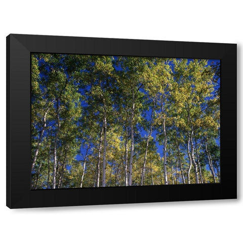 Canada, Saskatchewan, Aspen forest Black Modern Wood Framed Art Print with Double Matting by Grandmaison, Mike