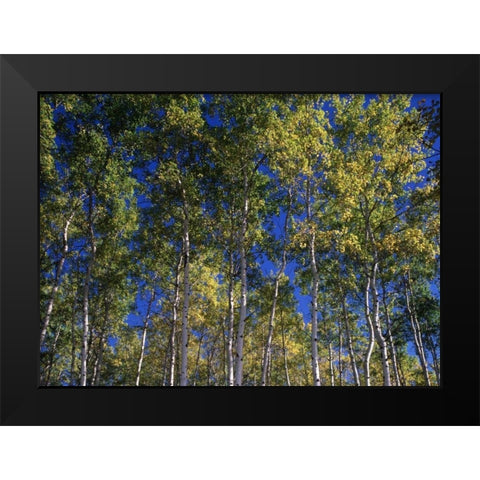 Canada, Saskatchewan, Aspen forest Black Modern Wood Framed Art Print by Grandmaison, Mike