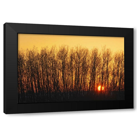 Canada, Melfort Aspen trees at sunset Black Modern Wood Framed Art Print by Grandmaison, Mike
