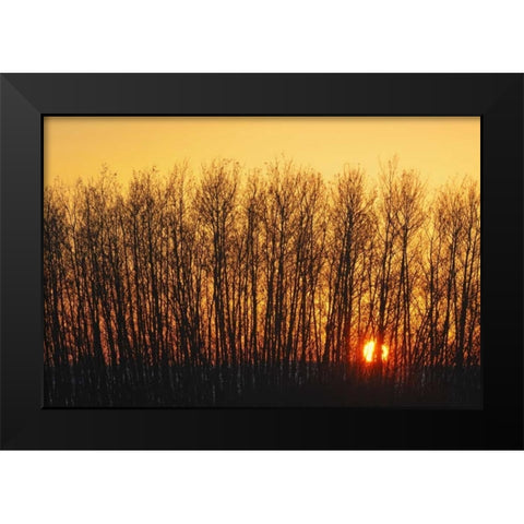 Canada, Melfort Aspen trees at sunset Black Modern Wood Framed Art Print by Grandmaison, Mike