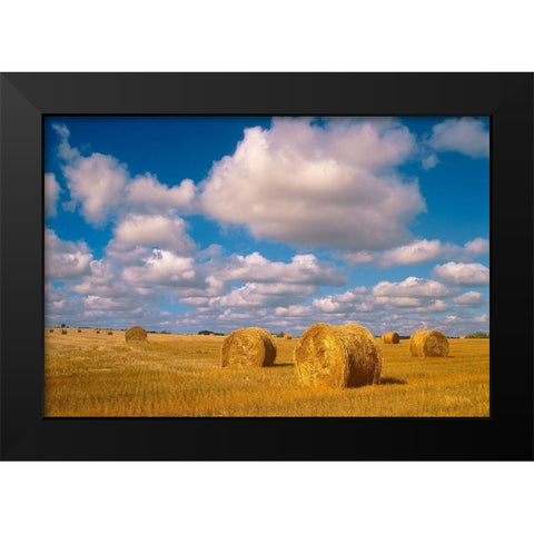 Canada-Saskatchewan-Shellbrook Bale rolls and cumulus clouds on farmland Black Modern Wood Framed Art Print by Jaynes Gallery