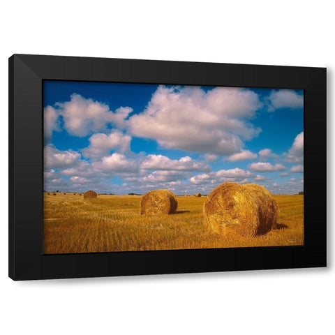 Canada-Saskatchewan-Shellbrook Bale rolls and cumulus clouds on farmland Black Modern Wood Framed Art Print by Jaynes Gallery