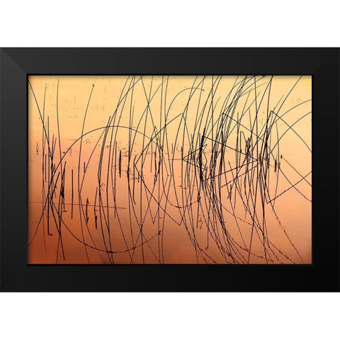 Canada-Saskatchewan-Saskatoon Island Provincial Park Reeds reflect on Saskatoon Lake at sunrise Black Modern Wood Framed Art Print by Jaynes Gallery