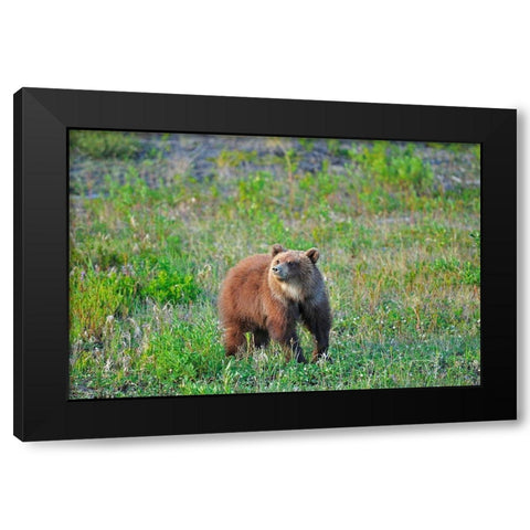Canada-Yukon Young grizzly bear in field Black Modern Wood Framed Art Print by Jaynes Gallery