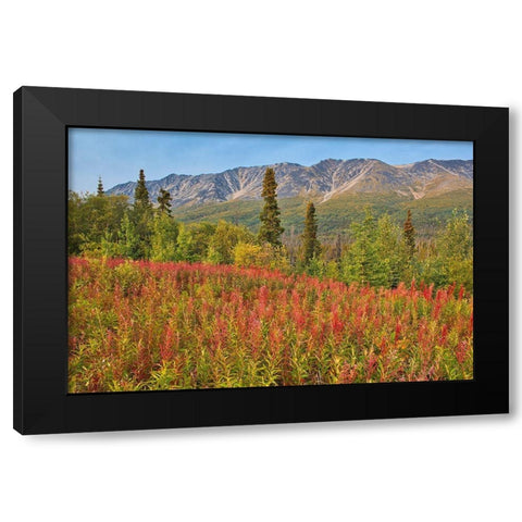 Canada-Yukon-Kluane National Park St Elias Mountains and forest landscape Black Modern Wood Framed Art Print by Jaynes Gallery