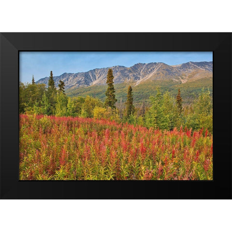 Canada-Yukon-Kluane National Park St Elias Mountains and forest landscape Black Modern Wood Framed Art Print by Jaynes Gallery