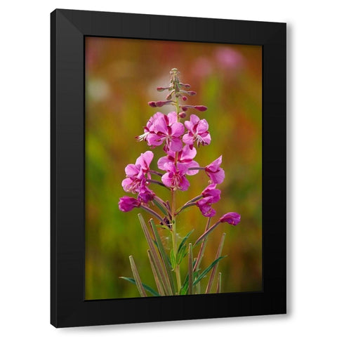 Canada-Yukon-Watson Lake Fireweed blossoms close-up Black Modern Wood Framed Art Print with Double Matting by Jaynes Gallery