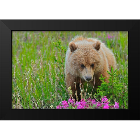 Canada-Yukon Grizzly bear close-up Black Modern Wood Framed Art Print by Jaynes Gallery