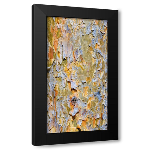 Bark of a pine (Pinus). Autumn in a mixed forest Black Modern Wood Framed Art Print by Zwick, Martin