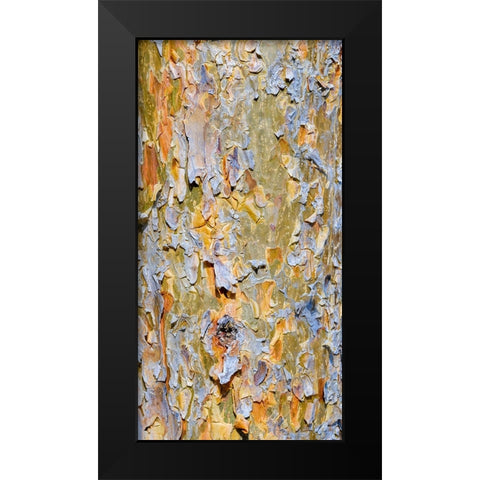 Bark of a pine (Pinus). Autumn in a mixed forest Black Modern Wood Framed Art Print by Zwick, Martin