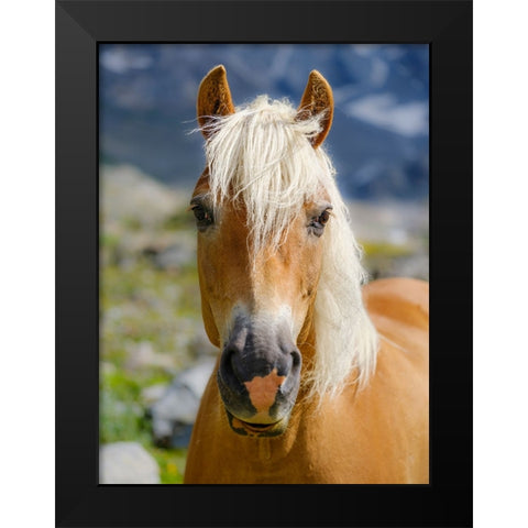 Haflinger Horse on its mountain pasture (Shieling) in the Otztal Alps Black Modern Wood Framed Art Print by Zwick, Martin