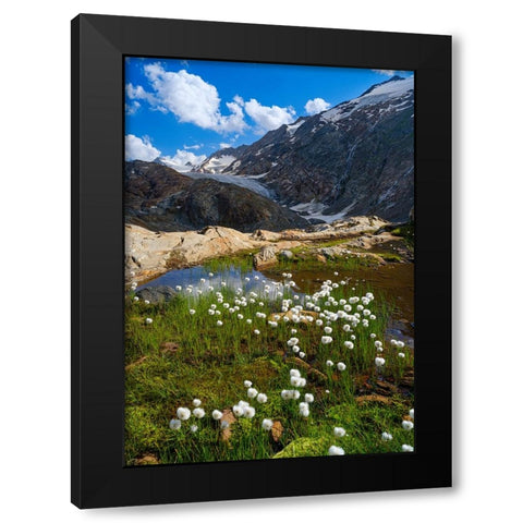 Scheuchzers cotton grass-Gurgler Ferner-Otztal Alps-Europe- Austria- Tyrol Black Modern Wood Framed Art Print with Double Matting by Zwick, Martin