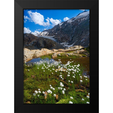 Scheuchzers cotton grass-Gurgler Ferner-Otztal Alps-Europe- Austria- Tyrol Black Modern Wood Framed Art Print by Zwick, Martin