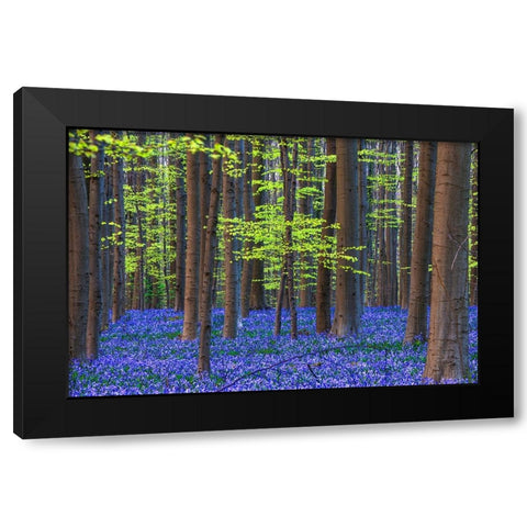 Europe-Belgium-Hallerbos forest with blooming bluebells Black Modern Wood Framed Art Print by Jaynes Gallery