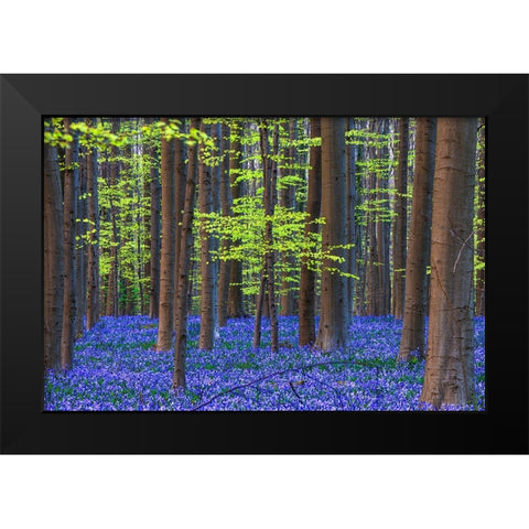 Europe-Belgium-Hallerbos forest with blooming bluebells Black Modern Wood Framed Art Print by Jaynes Gallery